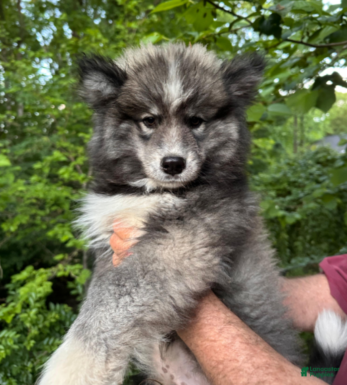 Siberian Husky dogs Wooly Blackie Boy  - Ad 1