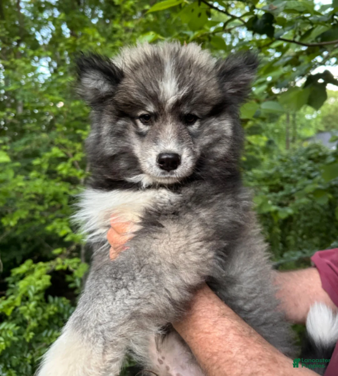Siberian Husky dogs for sale: Wooly Blackie Boy  - Ad 1