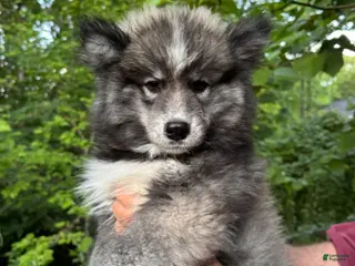 Siberian Husky dogs for sale: Wooly Blackie Boy - Ad 1