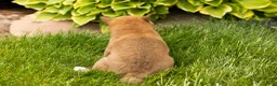 Shiba Inu dogs for sale: Jin  - Ad 4