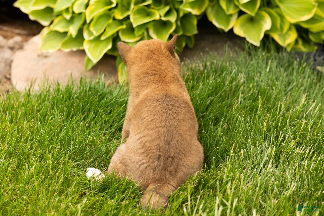 Shiba Inu dogs for sale: Jin  - Ad 4