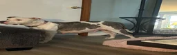 Mixed Breed dogs for sale: Papi - Male - Ad 3