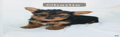 Charlie 