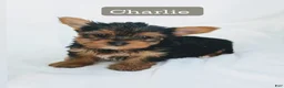 Yorkshire Terrier dogs for sale: Charlie  - Ad 1