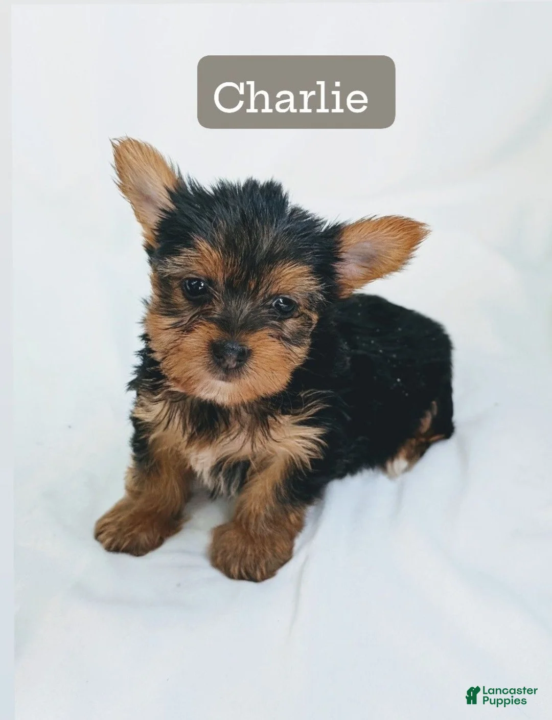Yorkshire Terrier dogs for sale: Charlie  - Ad 1