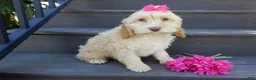 Cockapoo dogs for sale: Gracie - Ad 4