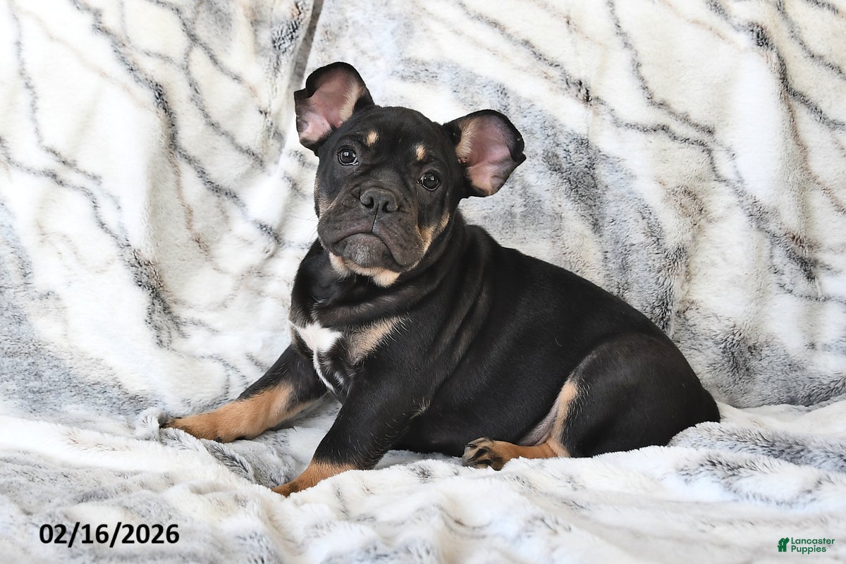 Mixed Breed dogs Naaman - Ad 2