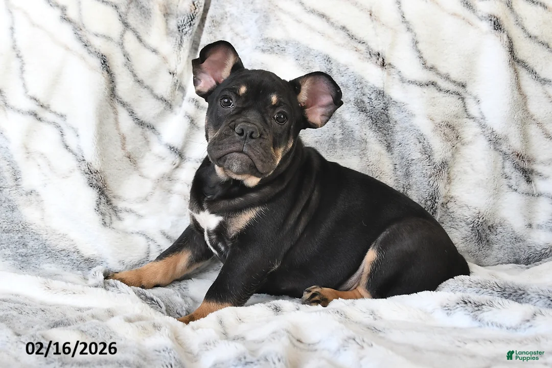 Mixed Breed dogs for sale: Naaman - Ad 2