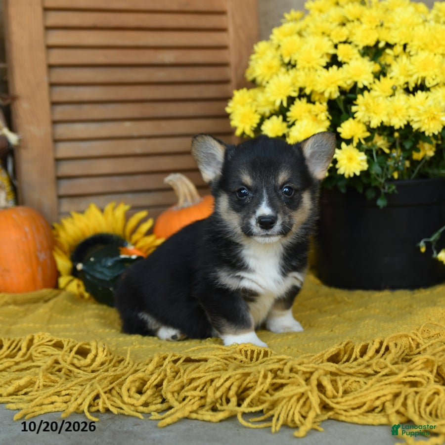 Welsh Corgi Pembroke dogs for sale: Dafydd - Ad 2