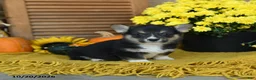 Welsh Corgi Pembroke dogs for sale: Dafydd - Ad 2
