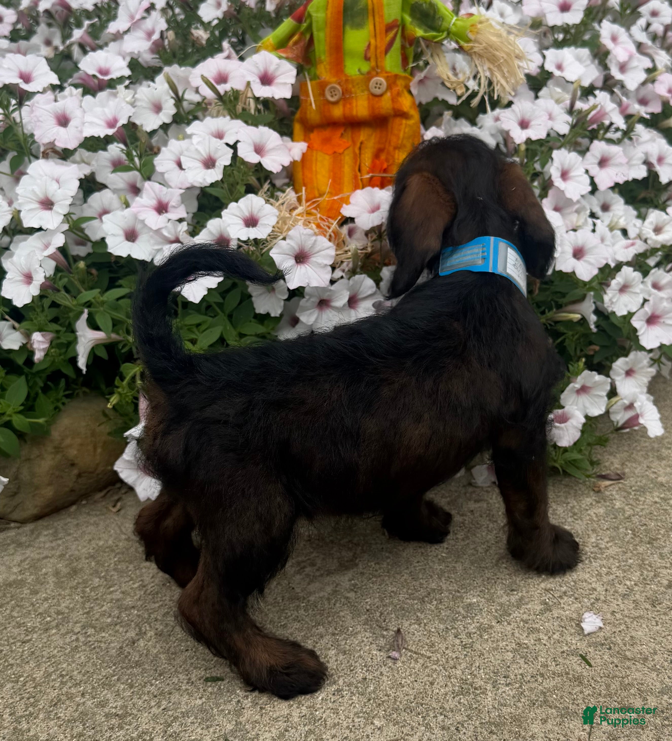 Mixed Breed dogs Lady - Ad 2