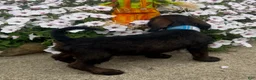 Mixed Breed dogs for sale: Lady - Ad 2