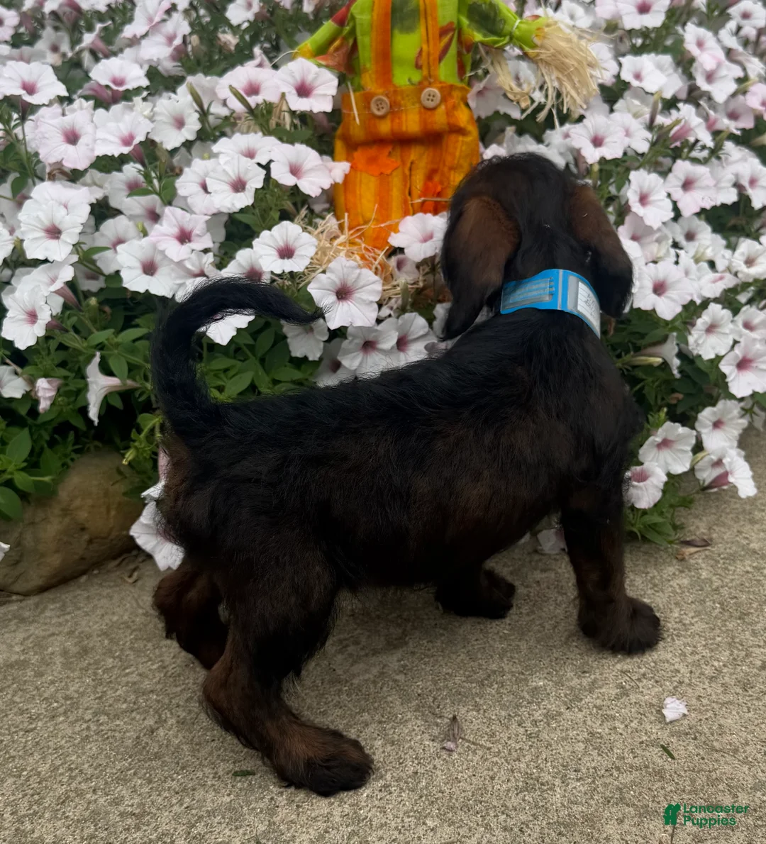 Mixed Breed dogs for sale: Lady - Ad 2