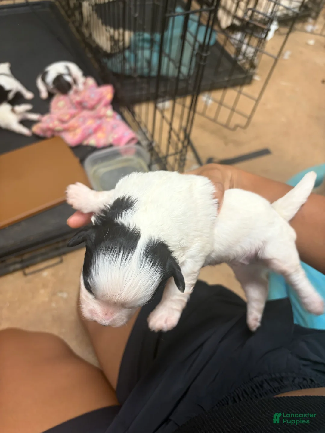 Mixed Breed dogs for sale: Coal - Ad 2