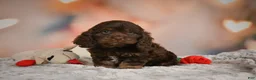 Cockapoo dogs for sale: Scarlet - Ad 3