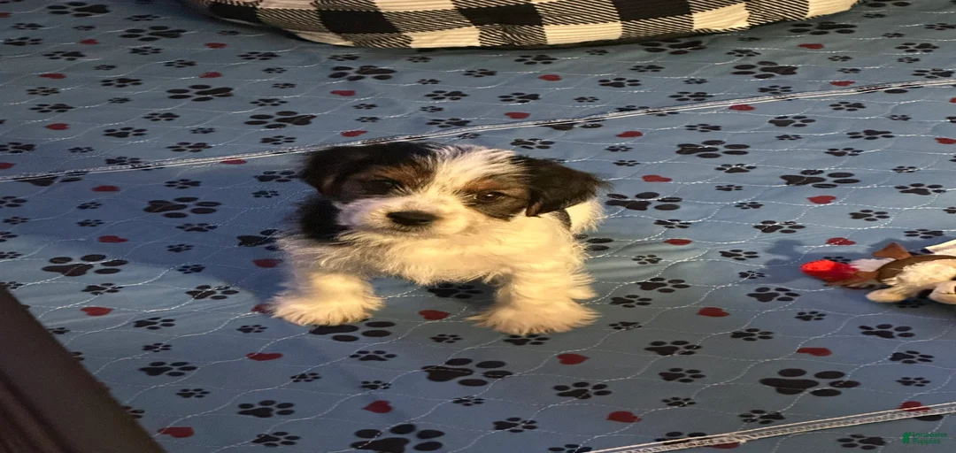 Gallery Image {{count}}