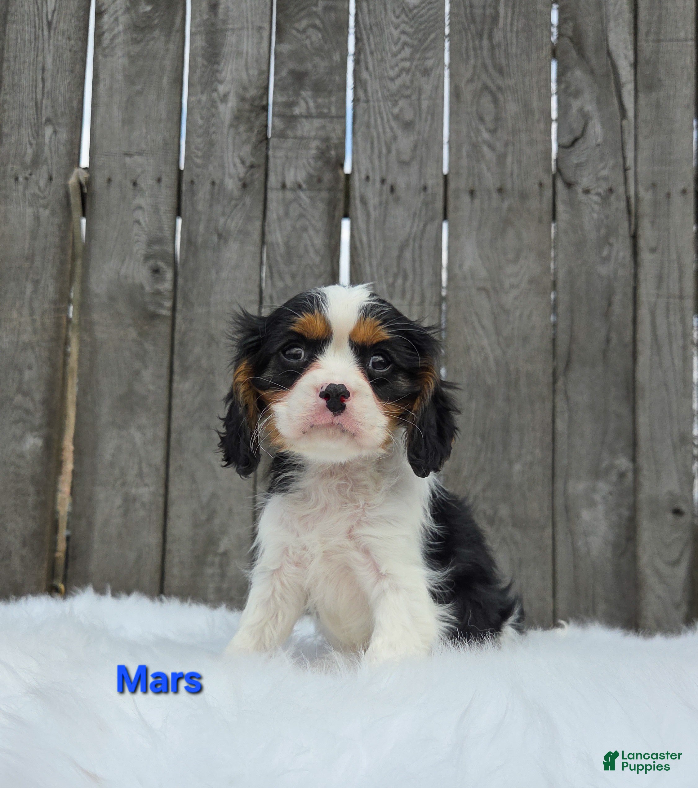 Cavalier King Charles Spaniel dogs Mars - Ad 2