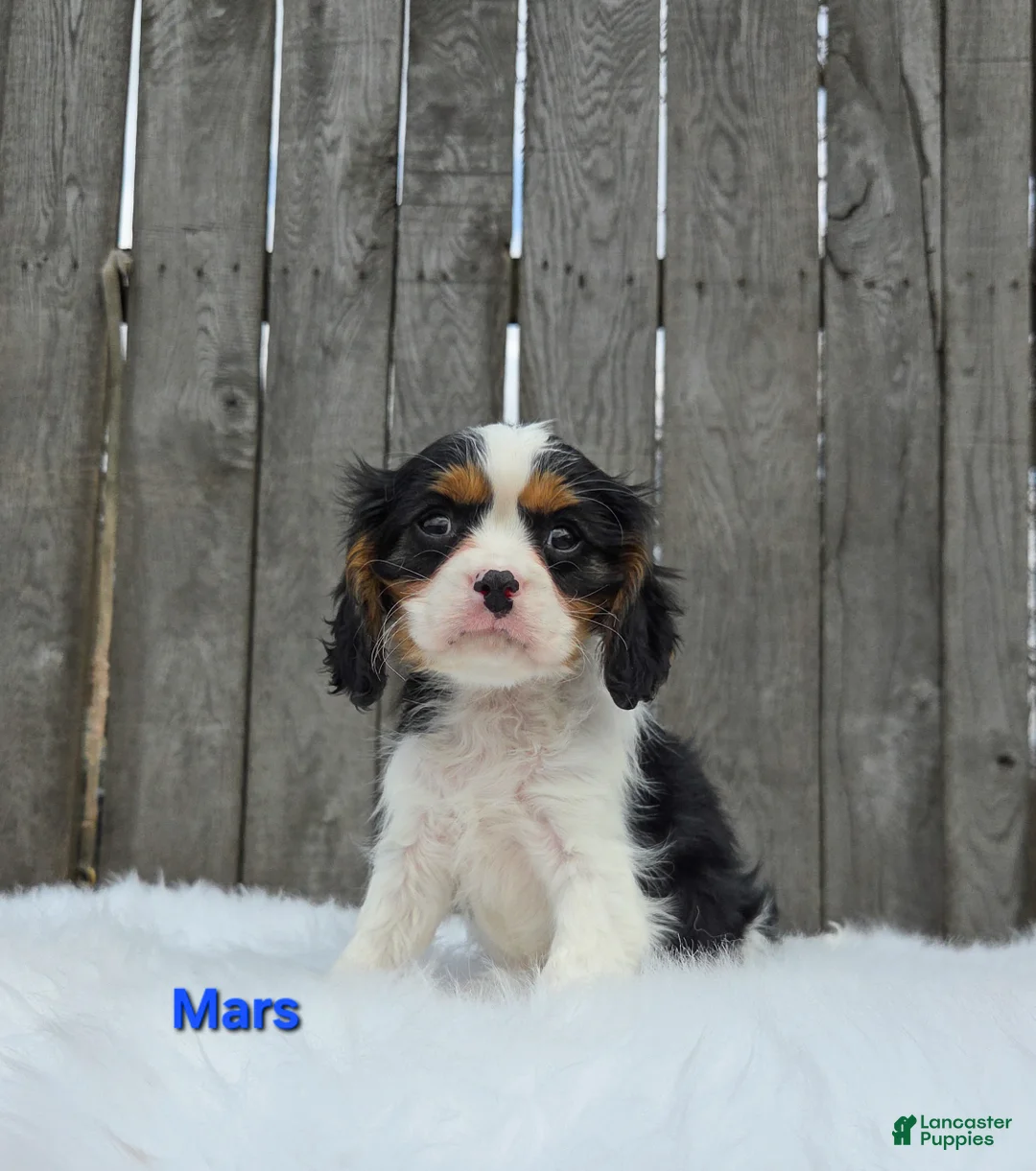 Cavalier King Charles Spaniel dogs for sale: Mars - Ad 2