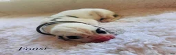 Great Dane dogs for sale: Fonsi - Ad 1