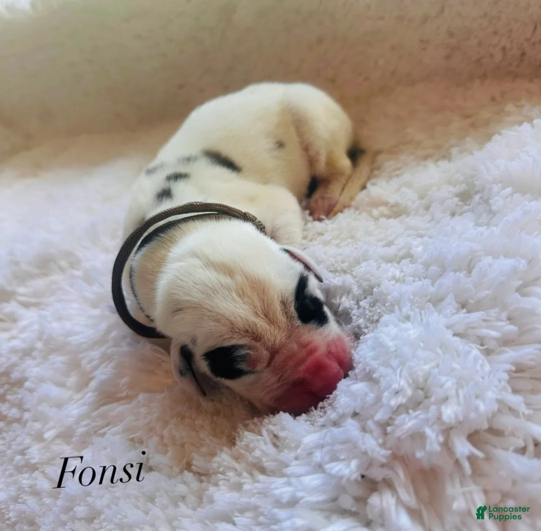 Great Dane dogs for sale: Fonsi - Ad 1