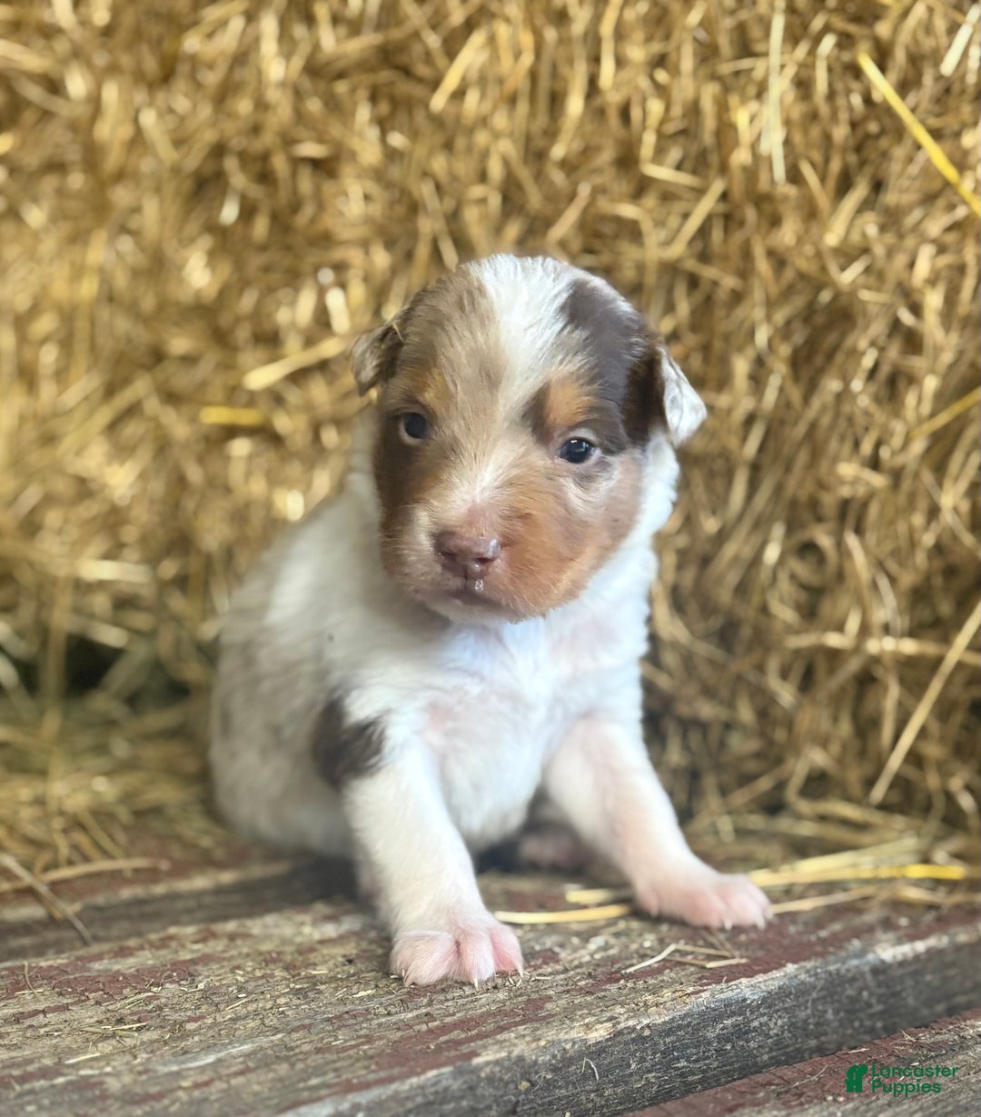 Australian Shepherd dogs for sale: Lincoln - Ad 4