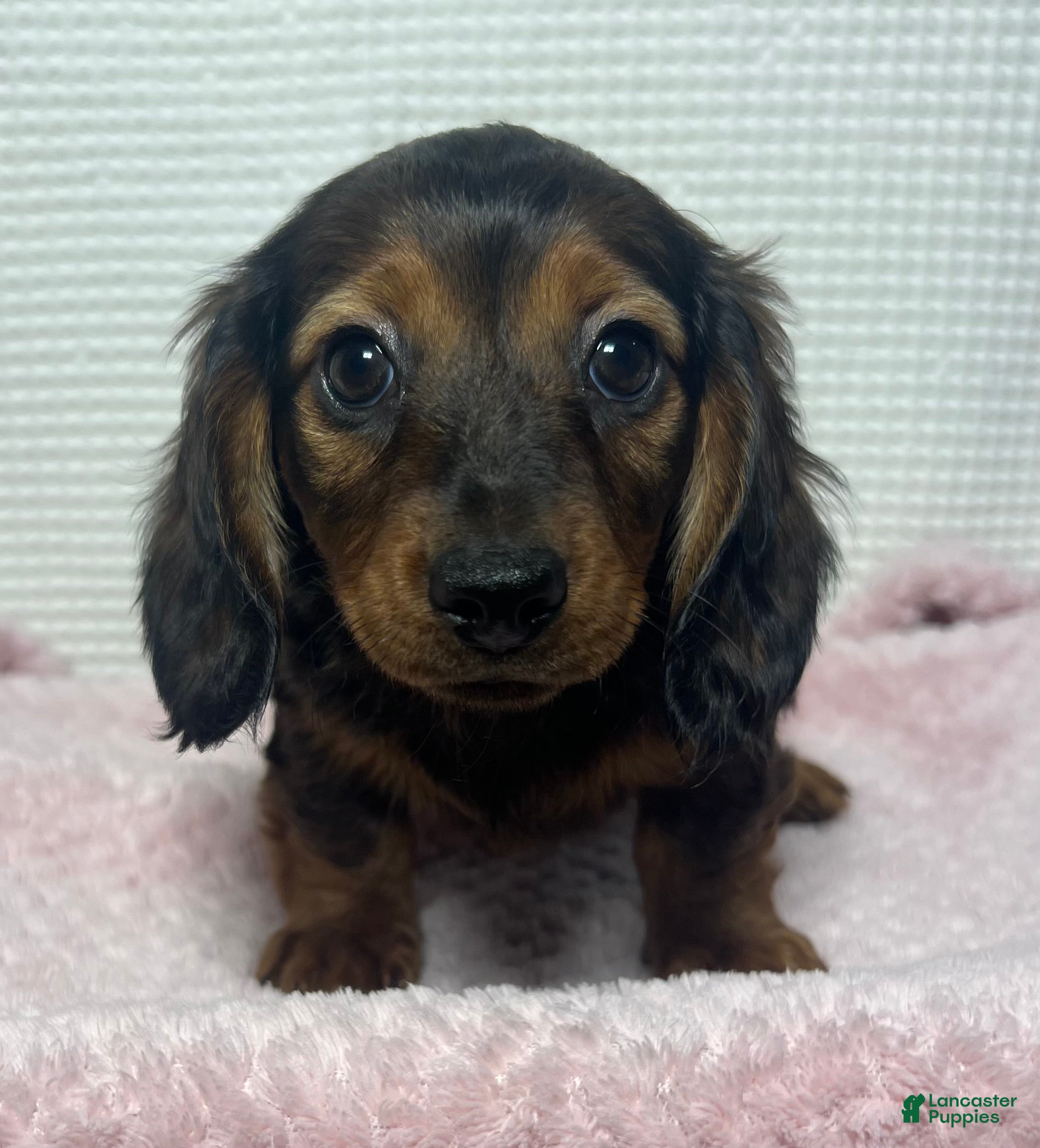 Miniature Dachshund dogs Trixie  - Ad 1