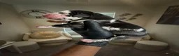 Great Dane dogs for sale: Rhythm and Soul’s Soulful Melody of Leon Thomas - Ad 6