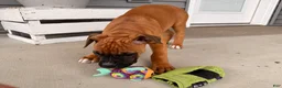 Boxer dogs for sale: Bethany - Ad 2