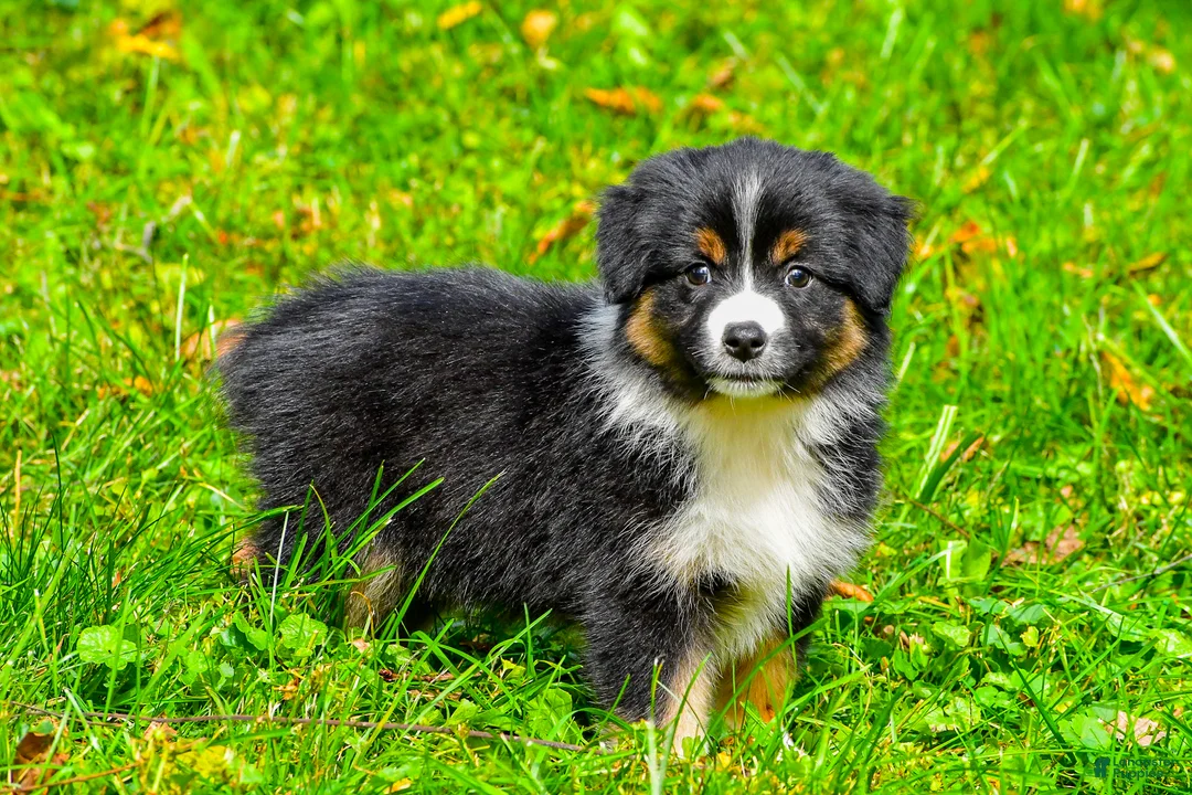 Miniature Australian Shepherd dogs for sale: Joy - Ad 1