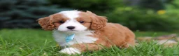 Cavapoo dogs for sale: Cody - Ad 7