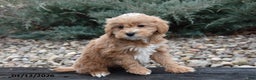 Mini Goldendoodle dogs for sale: Badger - Ad 2