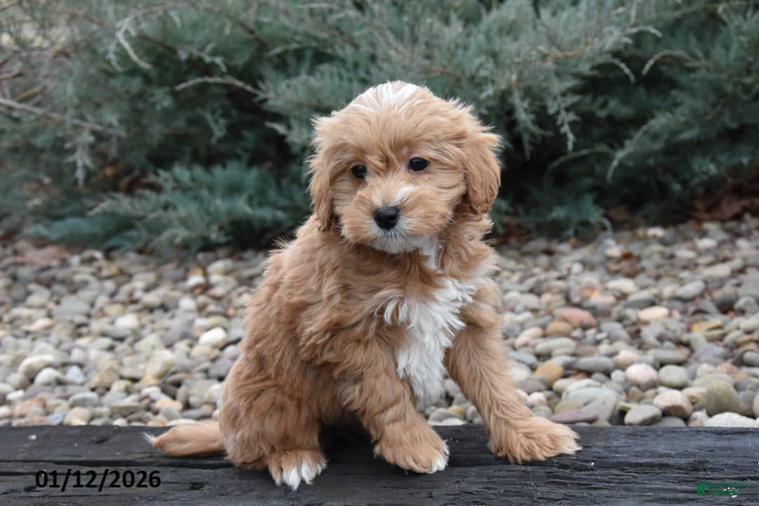 Mini Goldendoodle dogs for sale: Badger - Ad 2