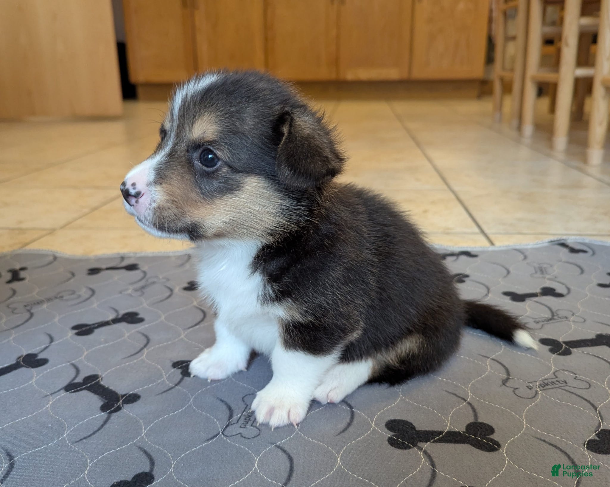 Welsh Corgi Pembroke dogs Jaxx - Ad 8