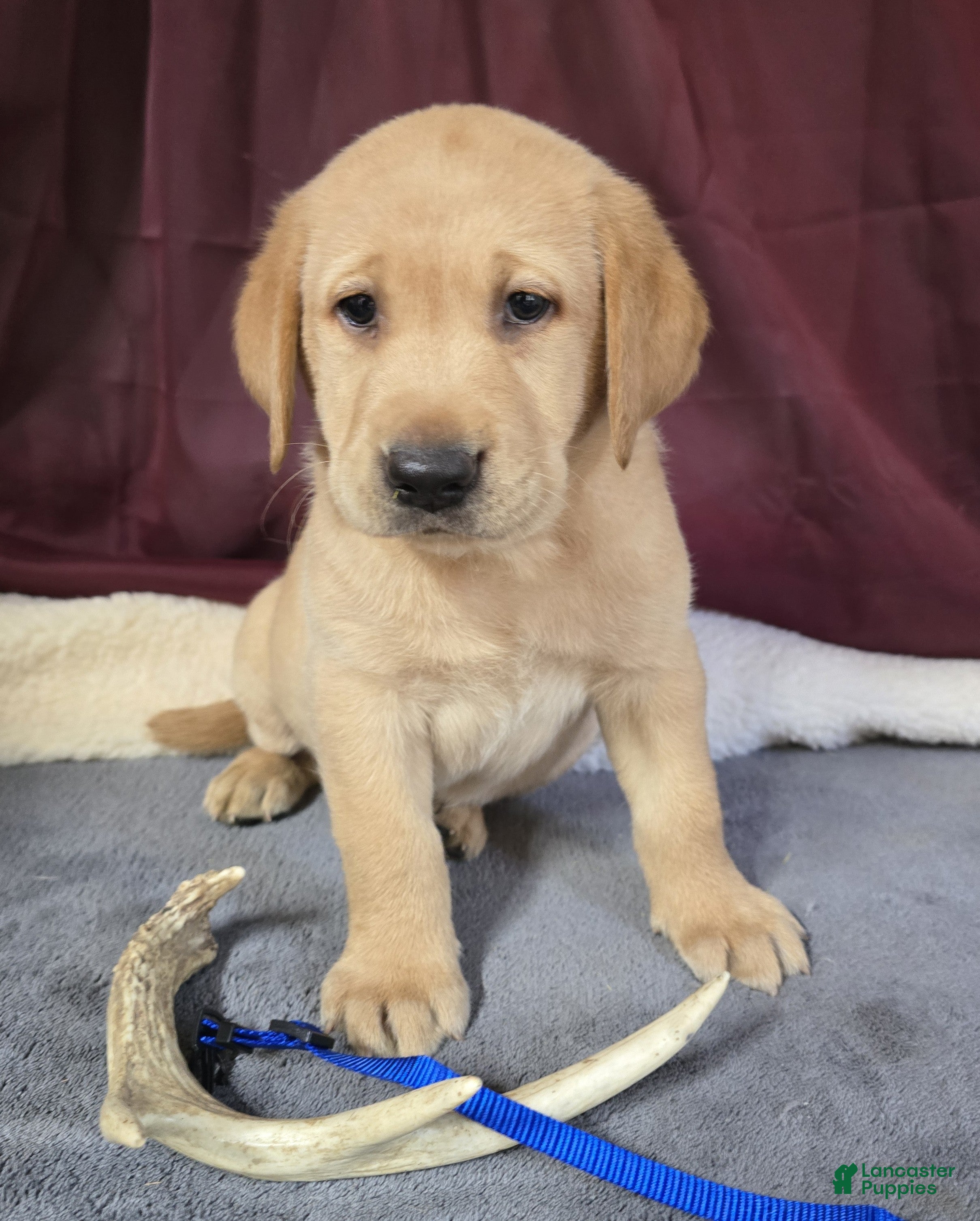 Labrador Retriever dogs Blue Collar Labrador Puppy - Ad 1