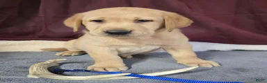 Blue Collar Labrador Puppy