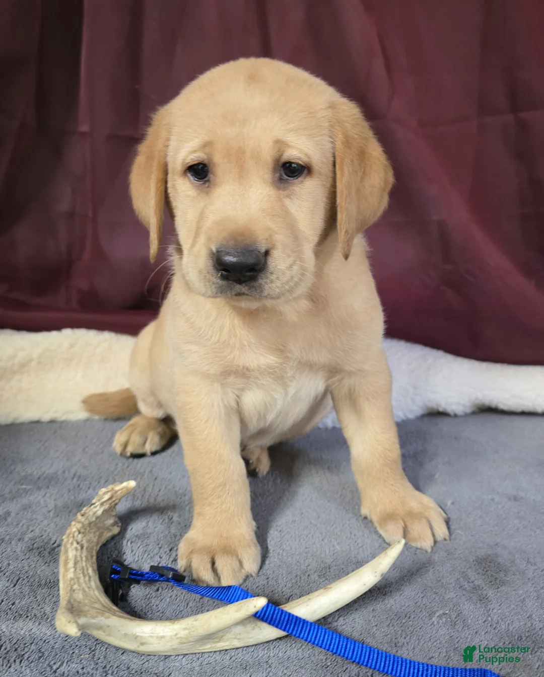 Labrador Retriever dogs for sale: Blue Collar Labrador Puppy - Ad 1