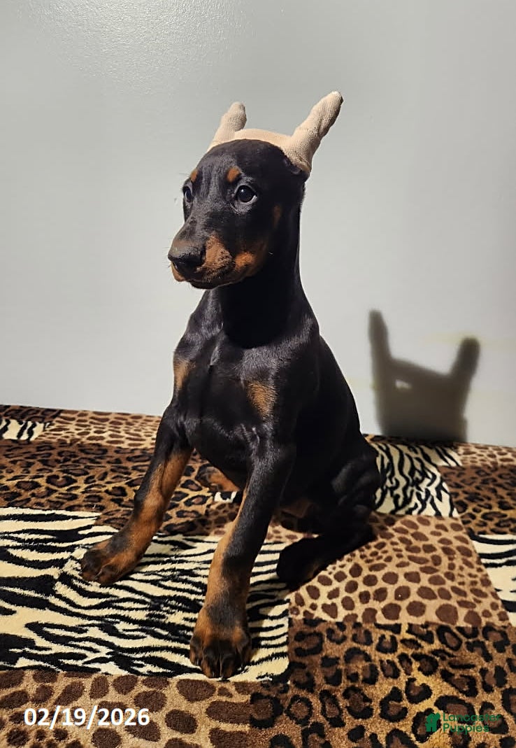 Doberman Pinscher dogs Rita - Ad 2