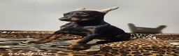 Doberman Pinscher dogs for sale: Rita - Ad 2