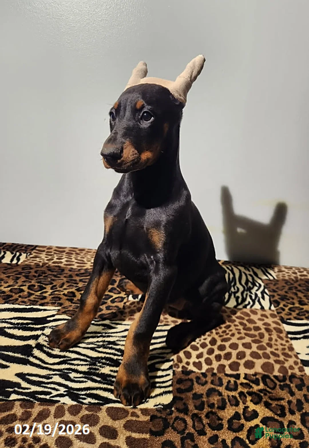Doberman Pinscher dogs for sale: Rita - Ad 2