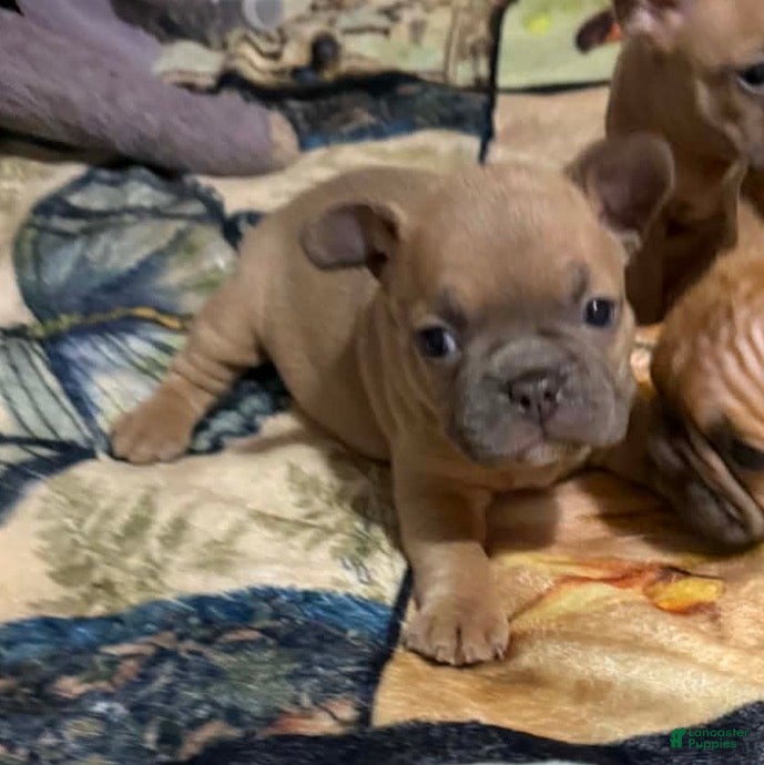 Mixed Breed dogs Mixed Breed Puppy 6 - Ad 13