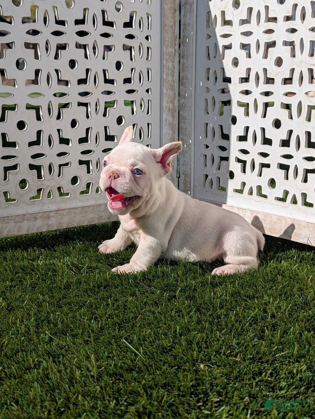 French Bulldog dogs for sale: ALEX - Ad 1