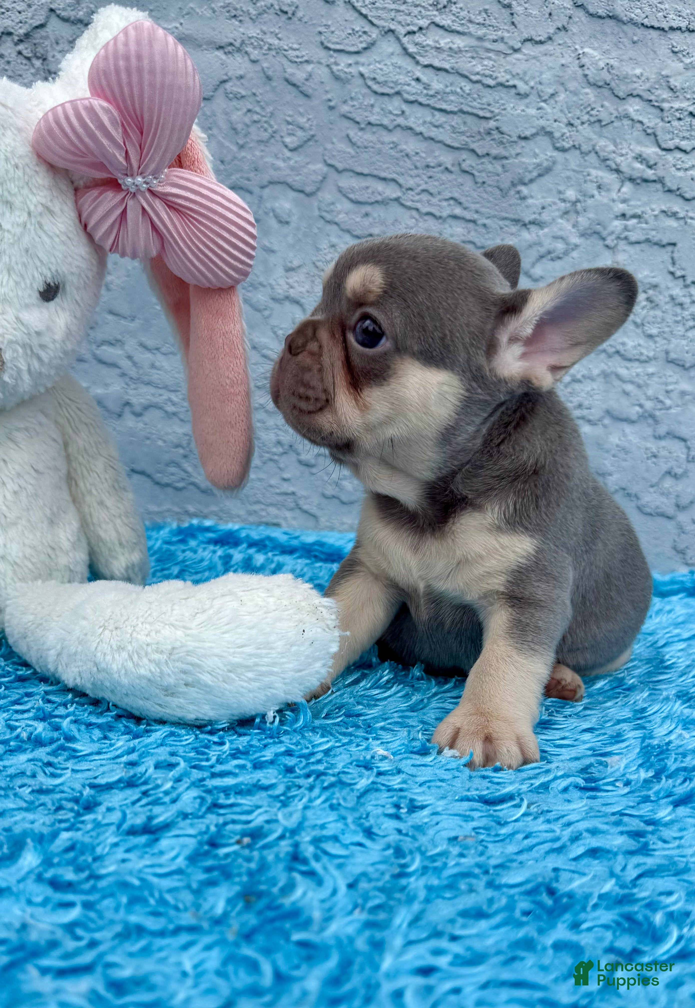French Bulldog dogs Athena - Ad 2