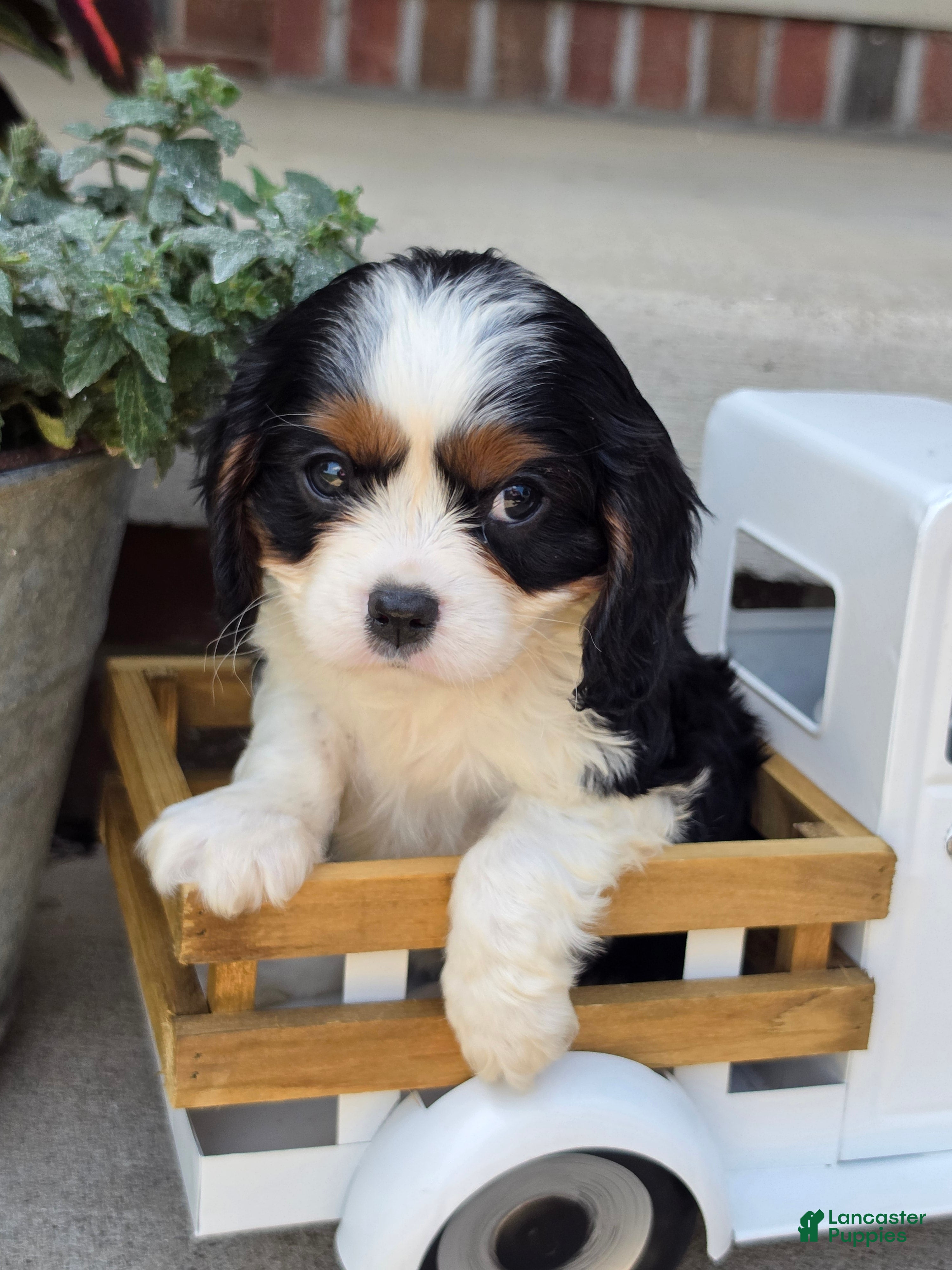 Cavalier King Charles Spaniel dogs Beau - Ad 1