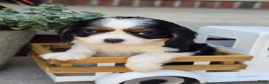 Beau