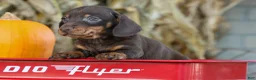 Miniature Dachshund dogs for sale: Zippy🐾 - Ad 4