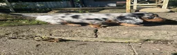 Miniature Dachshund dogs for sale: Buster - Ad 4