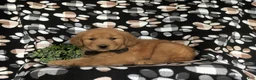 Golden Retriever dogs for sale: Roark - Ad 4