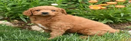 Mini Goldendoodle dogs for sale: Chip - Ad 2
