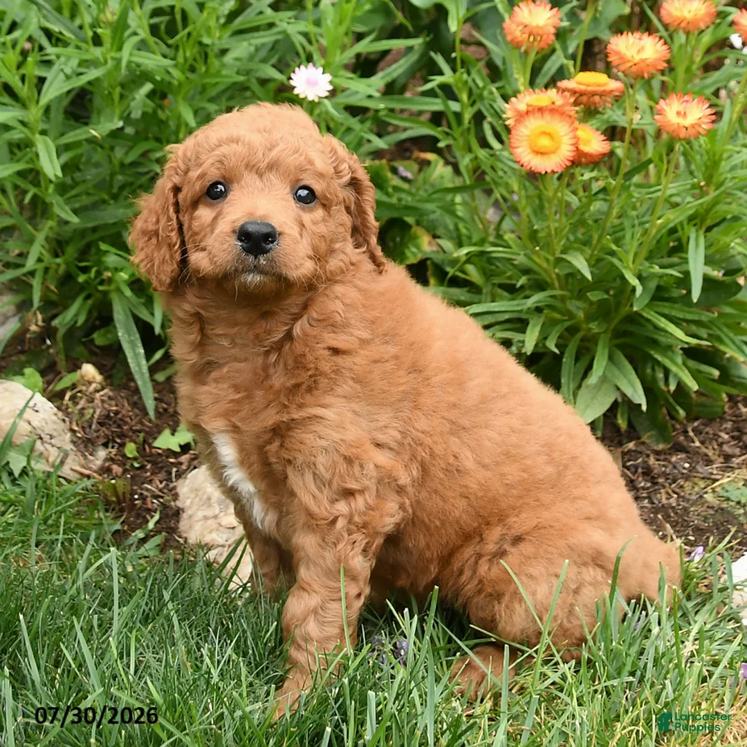 Mini Goldendoodle dogs for sale: Chip - Ad 2
