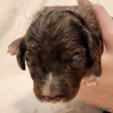 Mini Aussiedoodle dogs for sale: Misty Female Blue Merle - Ad 10